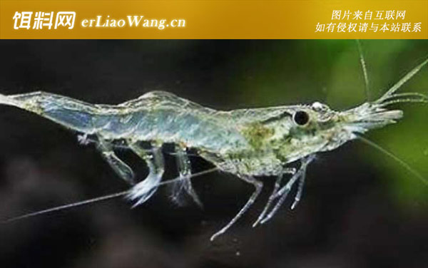 白螯虾:秀丽白虾