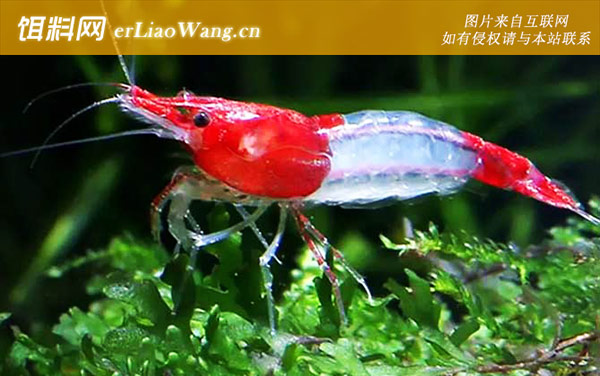 星点珍珠虾:琉璃虾