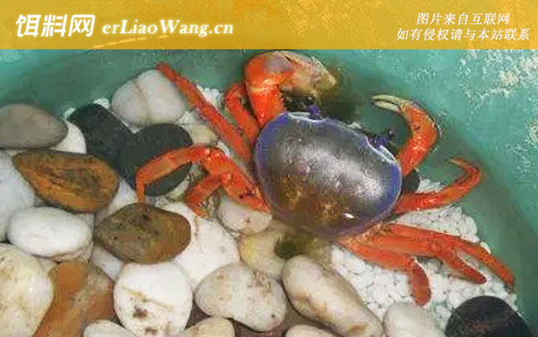 彩虹蟹