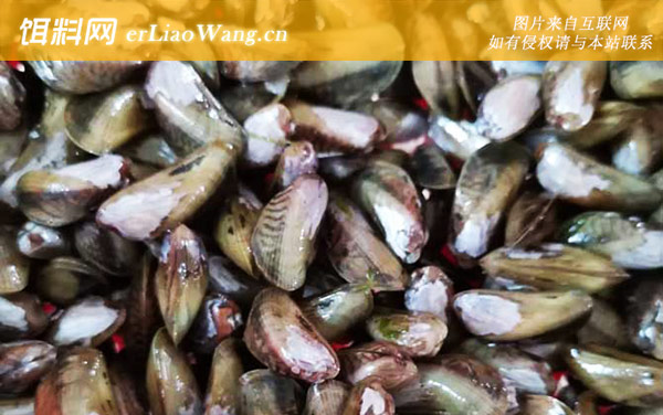 海瓜子:分布范围