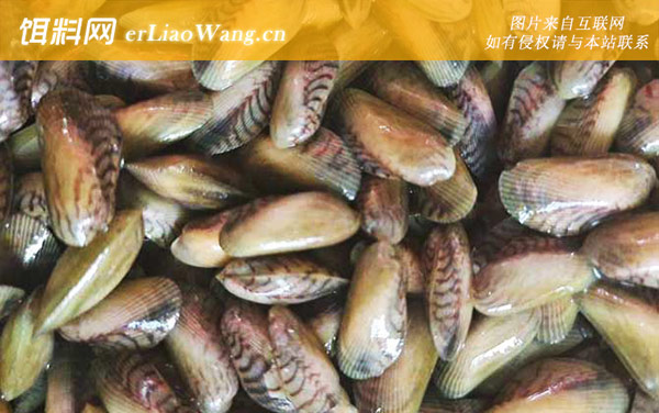 海瓜子:生活习性