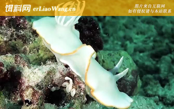 海蛞蝓:分布范围