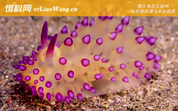 海蛞蝓:生活习性