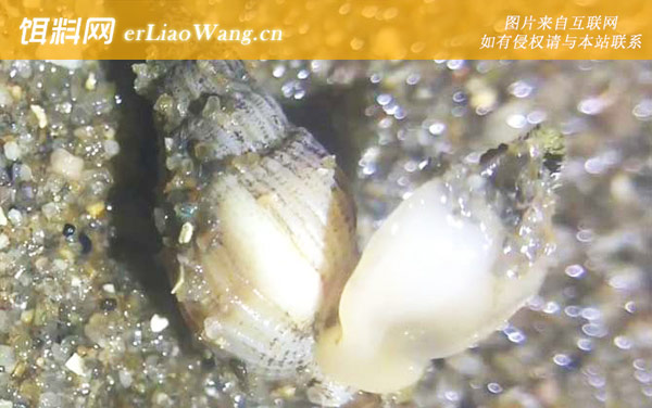 海丝螺:分布范围