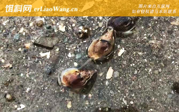 海丝螺:生活习性