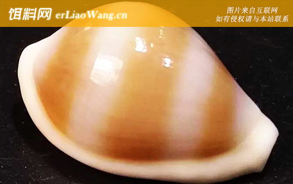 海兔螺:分布范围