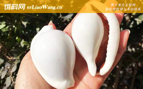 海兔螺:生活习性