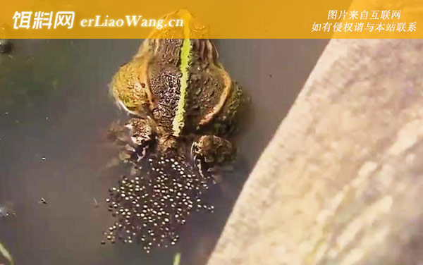 黑斑侧褶蛙:生活习性