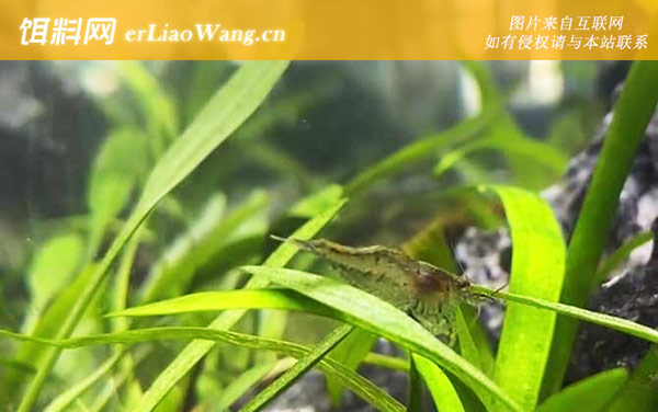 黑壳虾是什么虾-分布范围