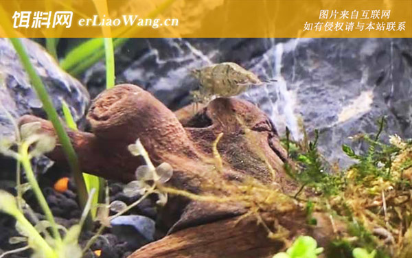 黑壳虾:生活习性