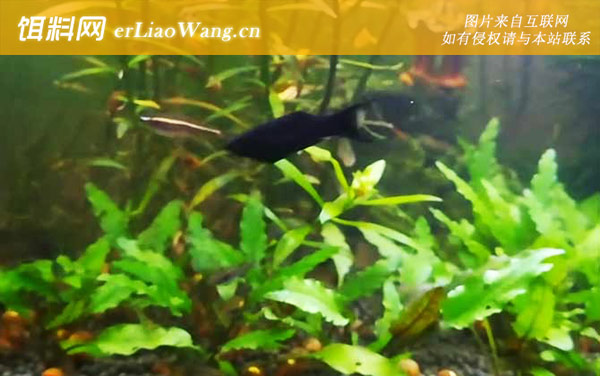 黑玛丽:分布范围