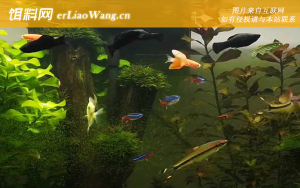 黑玛丽:生活习性