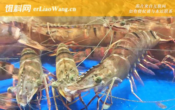 斑节对虾:分布范围