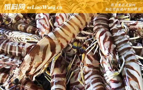 斑节对虾:生活习性