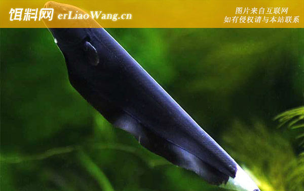 黑魔鬼鱼:分布范围