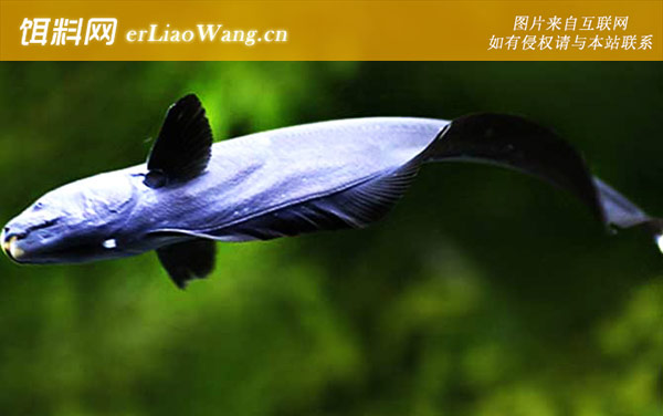 黑魔鬼鱼:生活习性