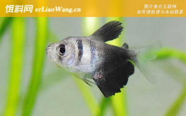 黑裙鱼:分布范围