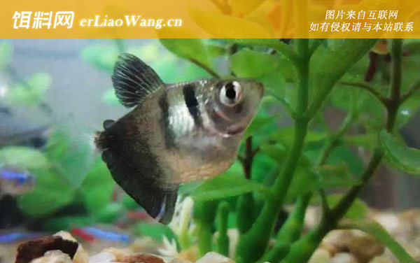 黑裙鱼:生活习性