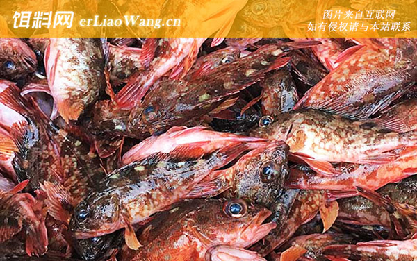 红biubiu鱼:分布范围