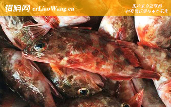 红biubiu鱼:生活习性