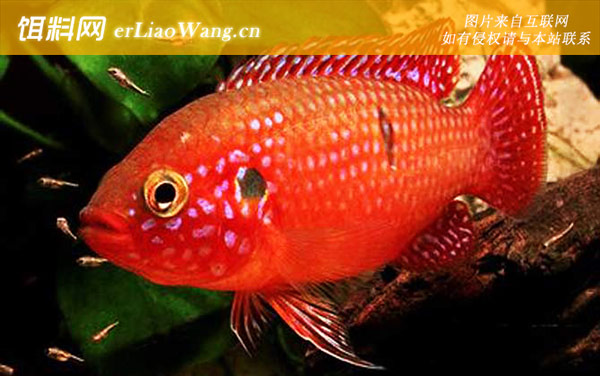 红宝石鱼:分布范围