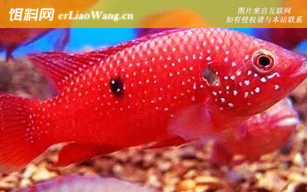 红宝石鱼:生活习性