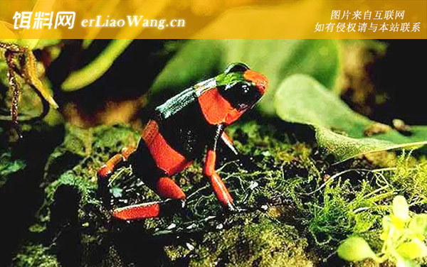 红带箭毒蛙:分布范围