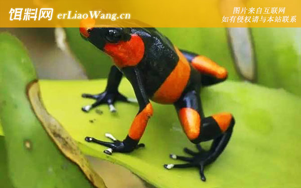 红带箭毒蛙:生活习性