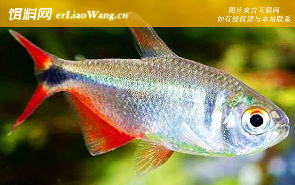 红十字鱼:分布范围