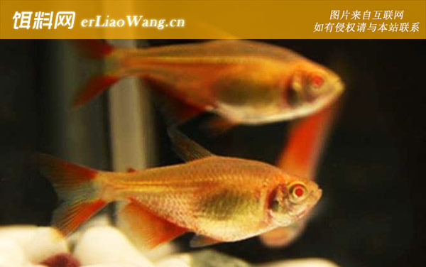 红十字鱼:生活习性