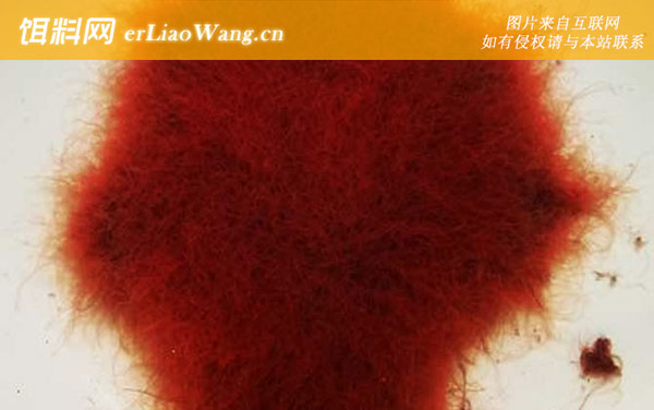 红线虫:产地分布