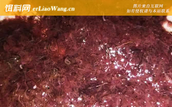 红线虫:生活习性