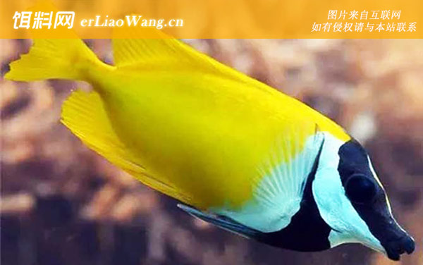 狐狸鱼:生活习性