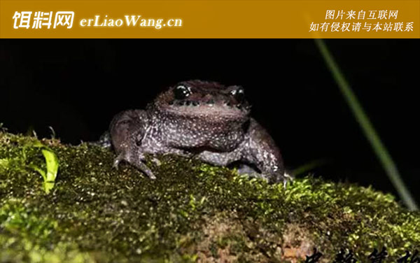 胡子蛙:生活习性