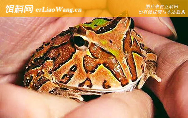 蝴蝶角蛙是什么动物-品系划分