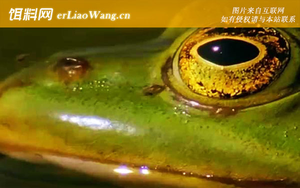 虎纹蛙:分布范围