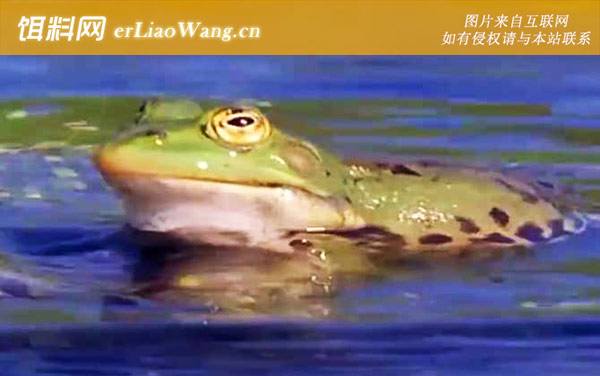 虎纹蛙:生活习性