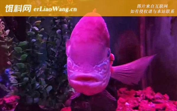 皇冠鱼:形态特征
