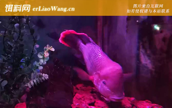 皇冠鱼:生活习性