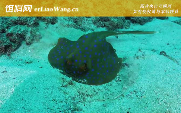 黄貂鱼:分布范围