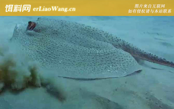 黄貂鱼:生活习性