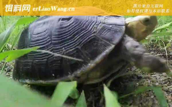 黄额闭壳龟:分布范围