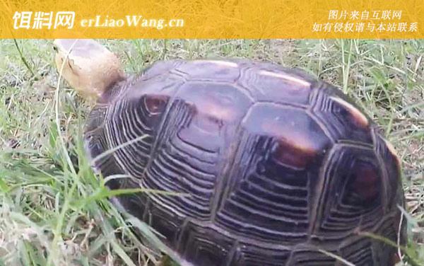 黄额闭壳龟:生活习性