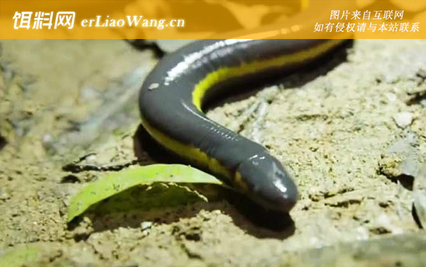 版纳鱼螈:生活习性