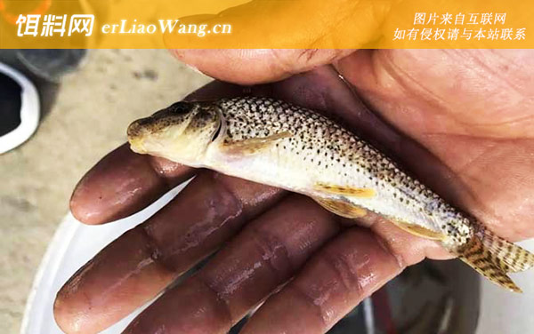 船钉子:分布范围