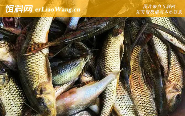 船钉子:生活习性