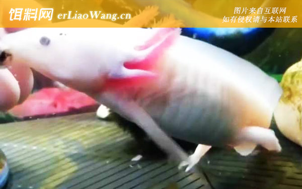 钝口螈:分布范围