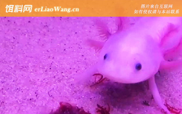 钝口螈:生活习性