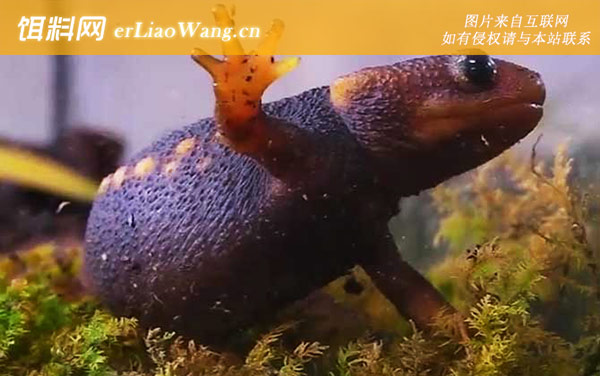 红瘰疣螈:分布范围