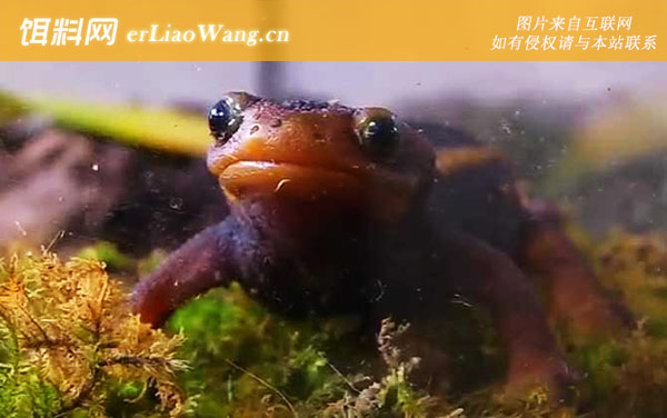 红瘰疣螈:生活习性